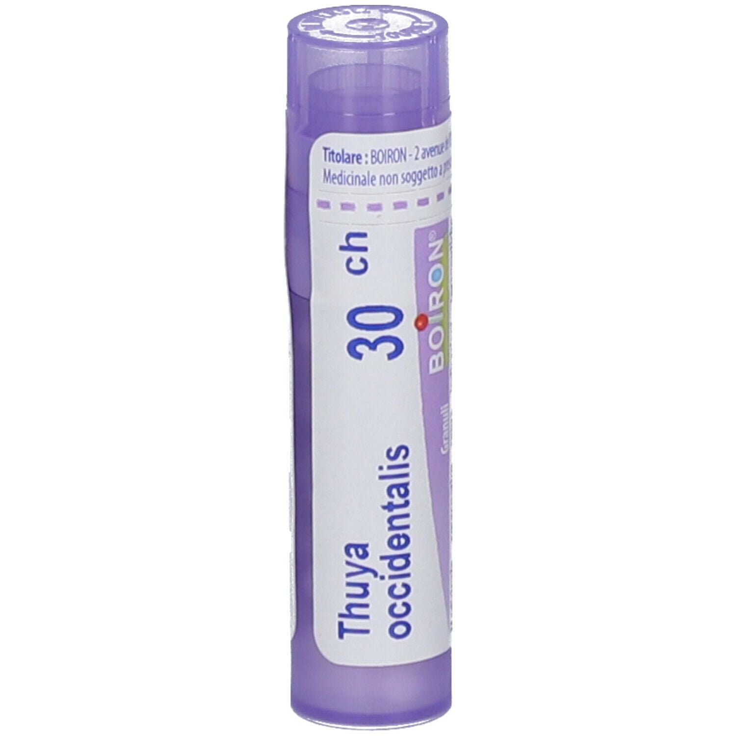 THUYA OCCIDENT 30CH GR BO