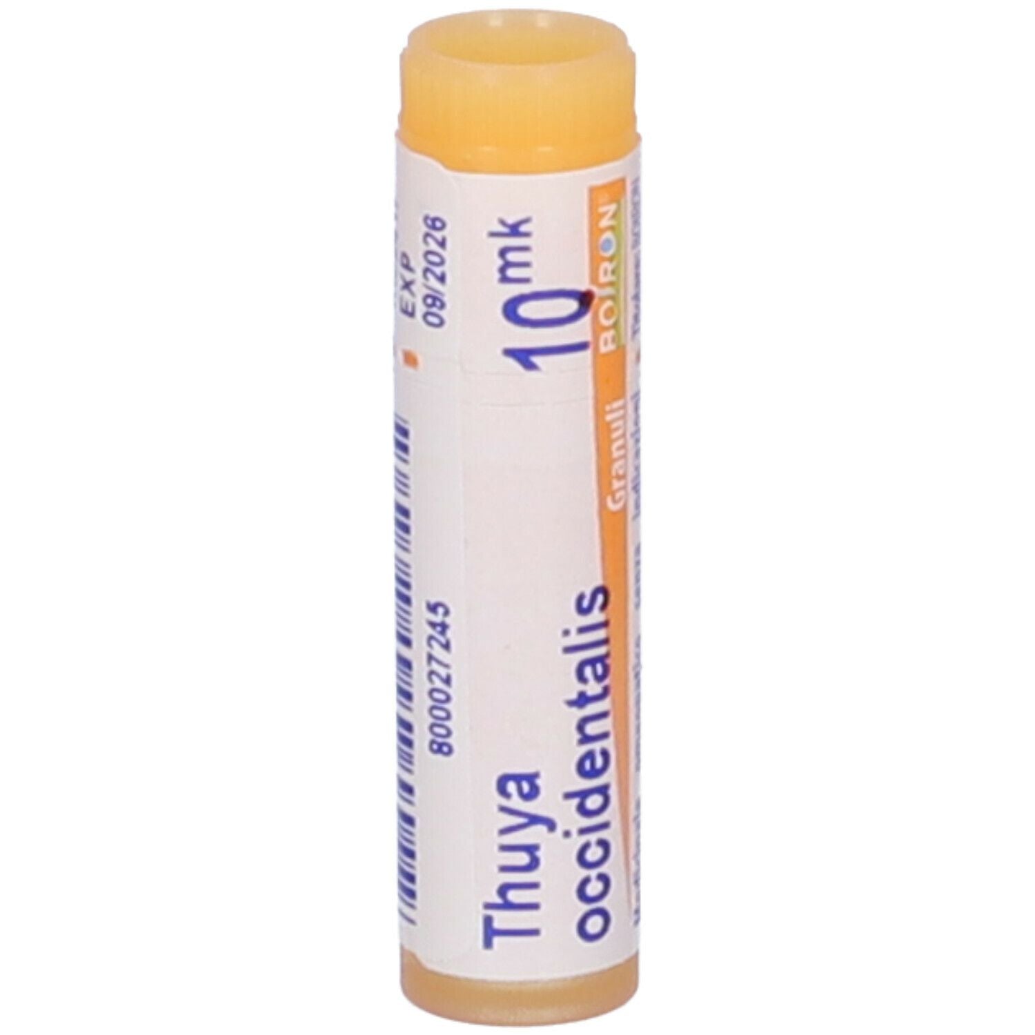 THUYA OCCIDENT XMK GL