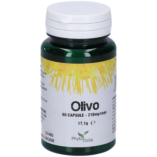 904795453 - OLIVO 60CPS