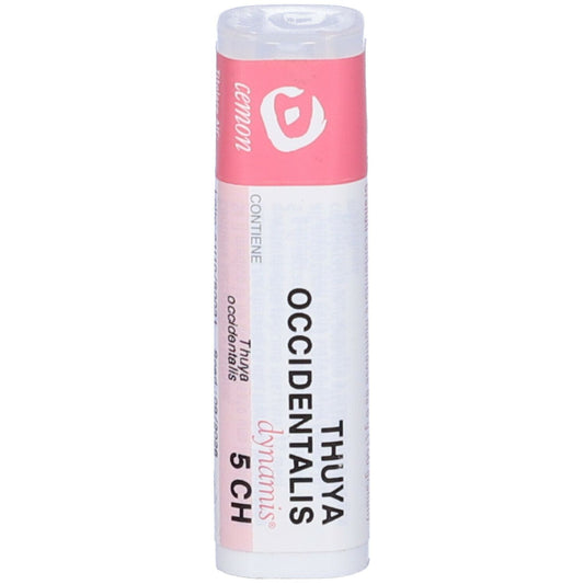 THUYA OCCIDENT 5CH GR