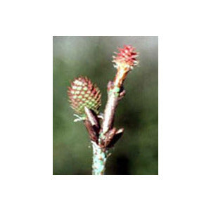 MSA PINUS MONTANA 50ML